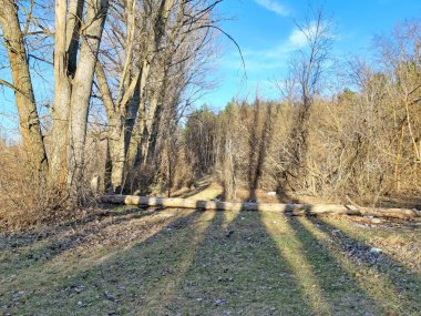 Erken baharda bir parkta yüksek Tress