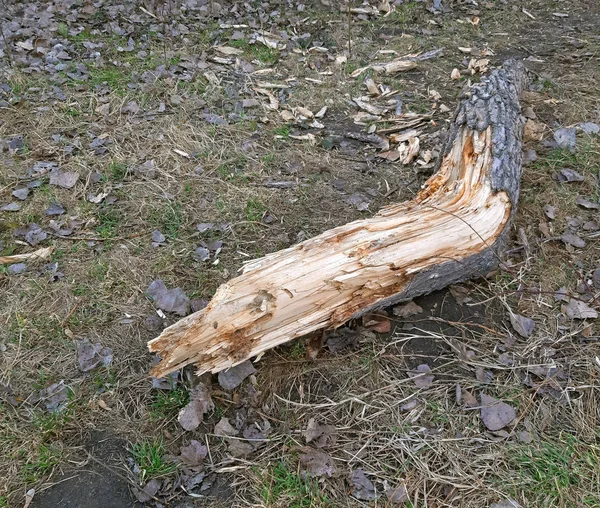 Nedbrutet trä föll till marken i parken — Stockfoto