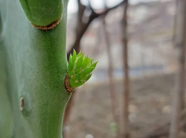 Opuntia cactus nuevo crecimiento en primavera de cerca —  Fotos de Stock