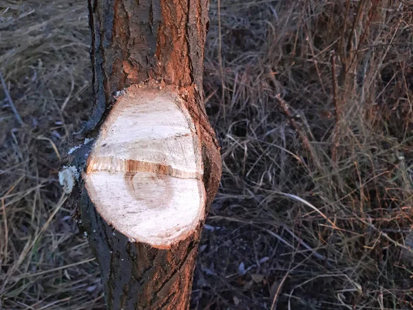 Un arbre fraîchement coupé, de branches inutiles — Photo