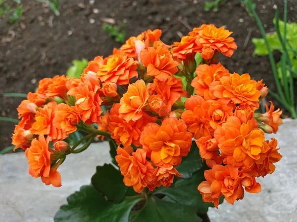 Kalanchoe Blossfeldiana con muchas flores de color naranja hermosa —  Fotos de Stock