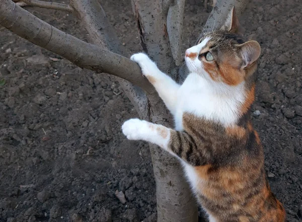 A beautiful cat climbs on a tree — Stock Photo, Image