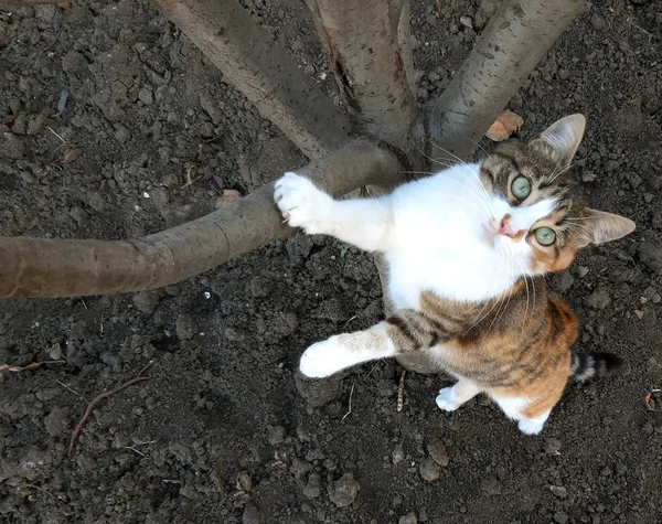 A cat climbs on a tree and looks up — Stock Photo, Image