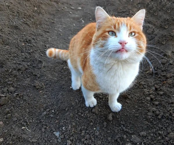 Un beau chat orange montre la langue — Photo