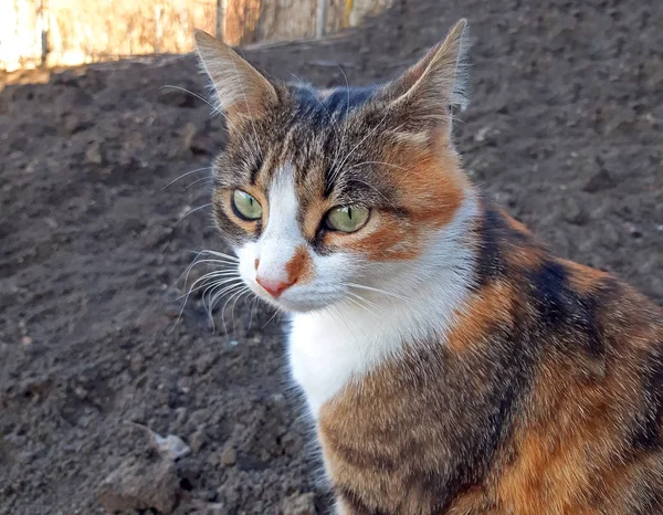 A three-colored cat sits thoughtfully close up — Stock Photo, Image