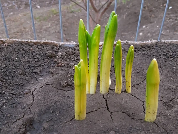 Les jacinthes ont commencé à croître au début du printemps — Photo