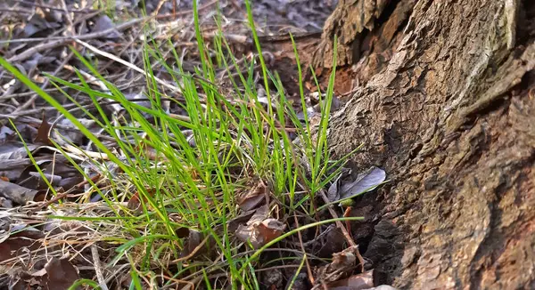 La hierba crece muy cerca de un árbol — Foto de Stock