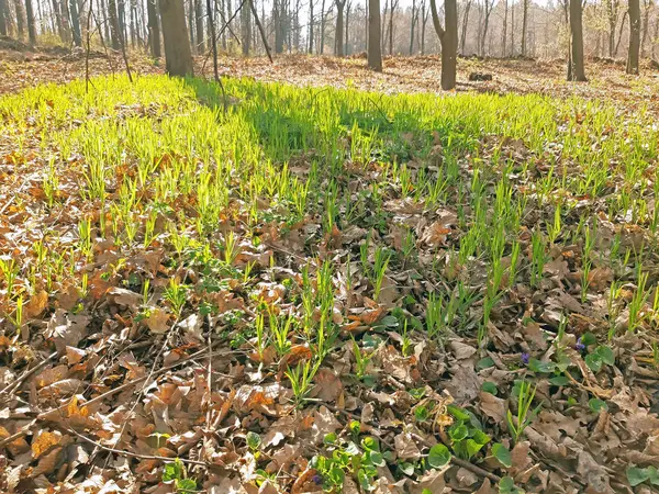 La hierba comenzó a crecer en el bosque en la primavera — Foto de Stock