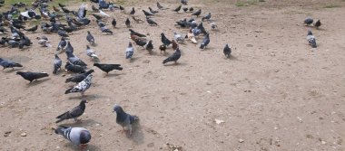 Şehirde bir sürü güvercin var.