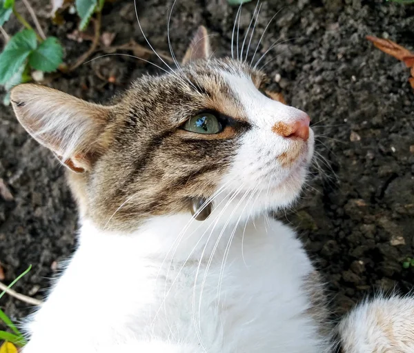 Kedi konseptinde büyük bir kene