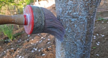 İlkbaharda kireç ile boyama ağacı