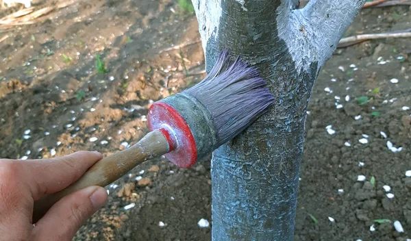 Живописное дерево с липой весной — стоковое фото