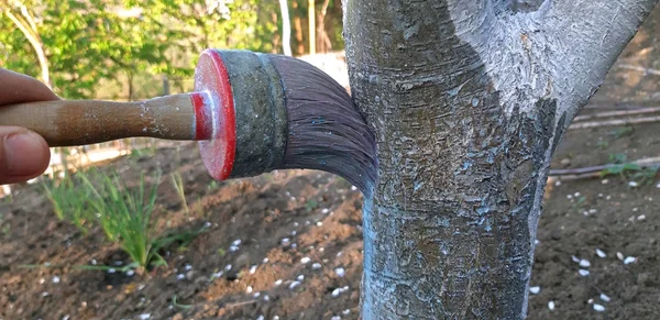 Живописное дерево с липой весной — стоковое фото