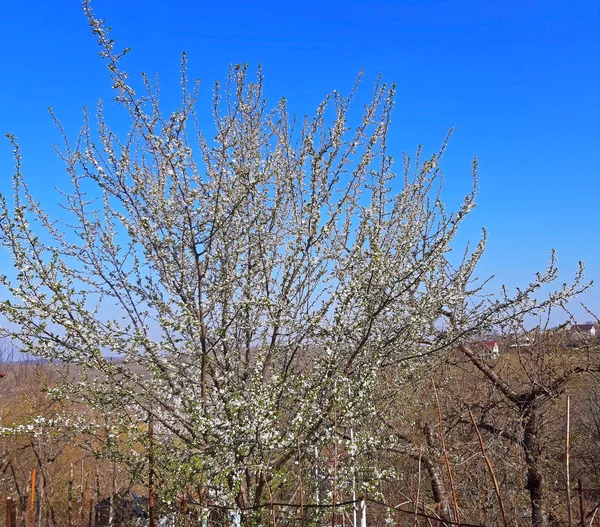 Hermoso árbol en flor en el cielo azul en primavera — Foto de Stock