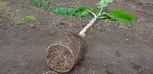 Бананове дерево витягнуте з горщика, підготовка до посадки в саду — стокове фото
