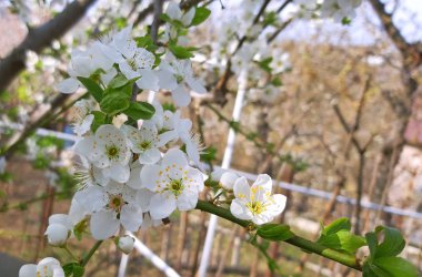 Prunus ağacı bahar güzel beyaz yaprakları çiçeklenme