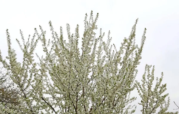 Träd blommar på vit bakgrund. fruktträd — Stockfoto