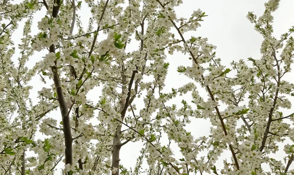 Árbol floreciendo sobre fondo blanco. árbol frutal — Foto de Stock