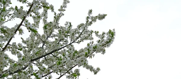 Árbol floreciendo sobre fondo blanco. árbol frutal — Foto de Stock