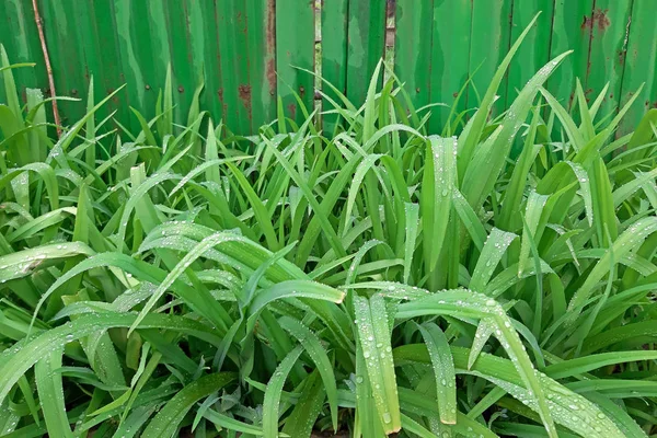 Wild day lily grows beautiful with fresh leaves in the spring — Stock Photo, Image