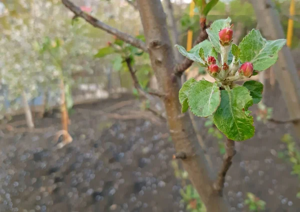 Apple tree starts to bloom. Red flowes