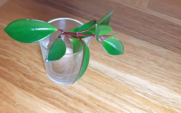 Aeschynanthus mona lisa plant propagation in water