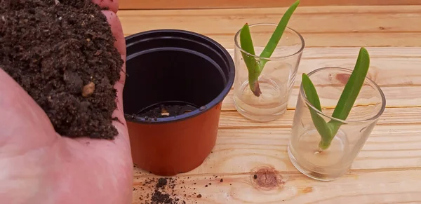 Hand repotting a succulent plant Carpobrotus Edulis — Stock Photo, Image