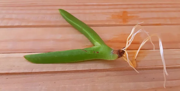 Sulu bitki yeni kökleri, Yayma sulu Carpobrotus Edulis