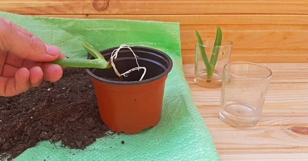 Hand repotting a succulent plant Carpobrotus Edulis — Stock Photo, Image