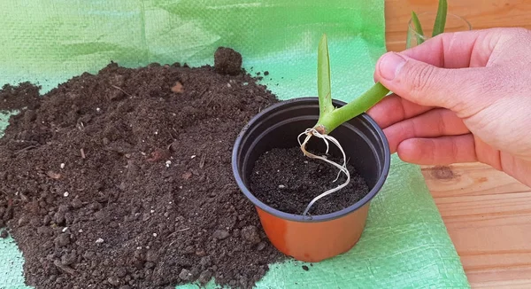 Rempotage à la main d'une plante succulente Carpobrotus Edulis — Photo