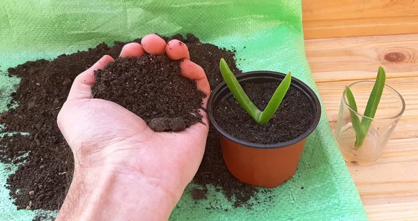 Mão plantando uma planta suculenta Carpobrotus Edulis — Fotografia de Stock