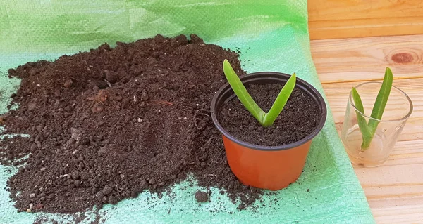 Rempotage d'une plante succulente Carpobrotus Edulis dans le nouveau sol — Photo