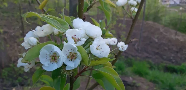 Flor de árvore de pêra jovem na primavera, flores brancas — Fotografia de Stock