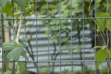 Çit Üzerinde büyüyen fasulye Kopya Alanı
