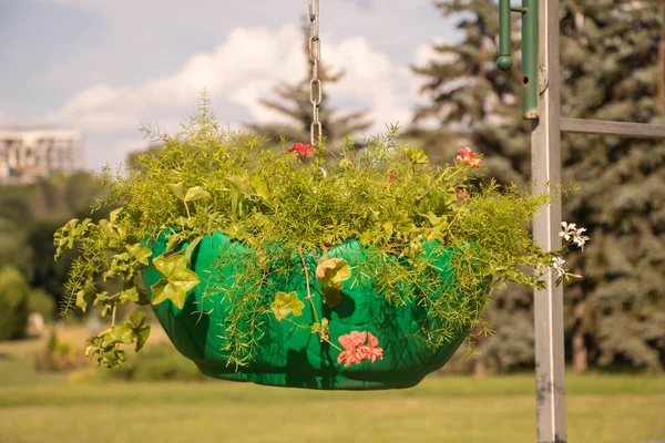 Some plants in a hanging pot outside in the park — Stock Photo, Image