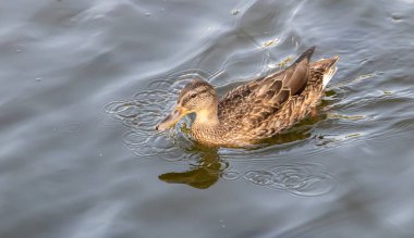 Güzel bir ördek gölde yüzmek