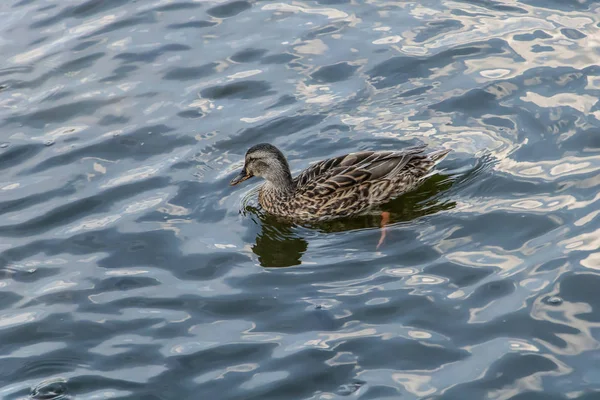 Un hermoso pato nadando en el lago — Foto de Stock