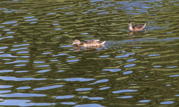 Δύο πάπιες που κολυμπούν σε μια λίμνη τοπίο — Φωτογραφία Αρχείου