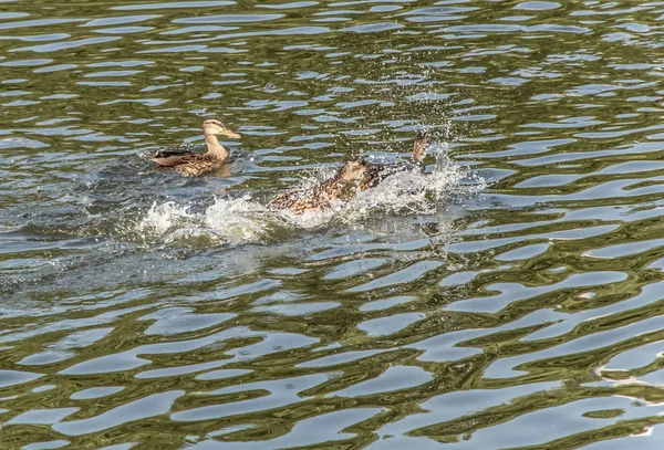 Alcune anatre stanno giocando in acqua nel lago — Foto Stock