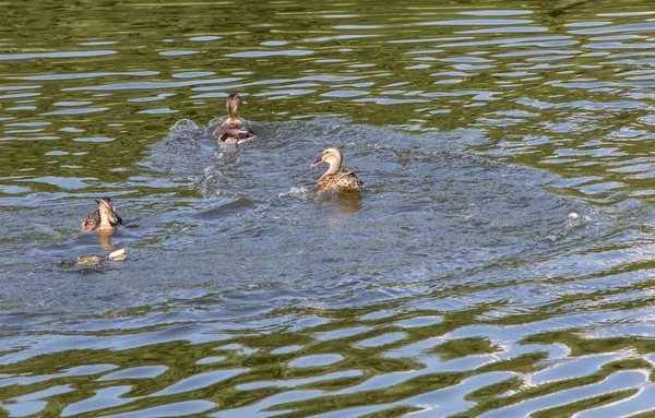 一些鸭子在湖里游泳 — 图库照片