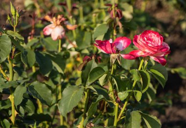 kırmızı çiçek Bahçe, yaz aylarında yükseldi.