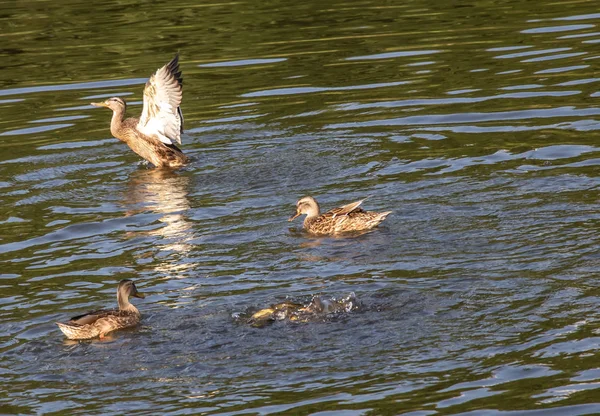 Alguns patos com asas abertas em um lago — Fotografia de Stock