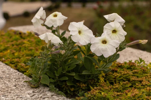 Hermosa petunia blanca en flor de cerca —  Fotos de Stock