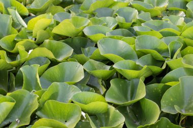 Nilüfer suda çok güzel yaprakları ile