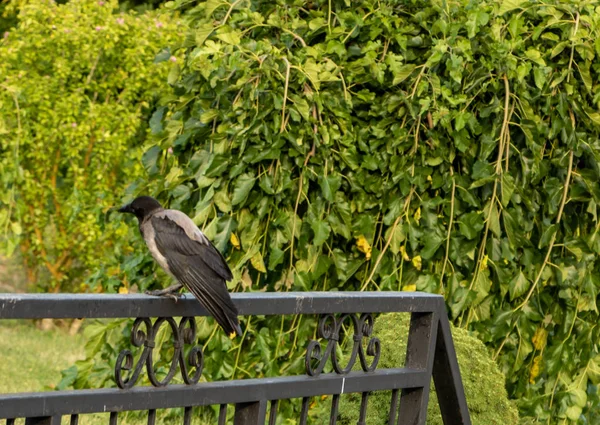 Un cuervo se sienta en la cerca en el parque —  Fotos de Stock