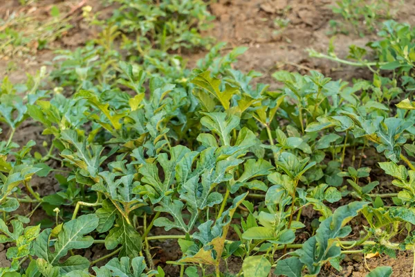 Karpuz bahçede bırakır. Büyüyen karpuz