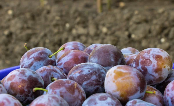 Des prunes fraîches ferment. Fruits naturels — Photo