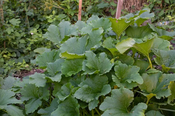 Foglie di zucca, la pianta cresce vigorosamente in giardino — Foto Stock
