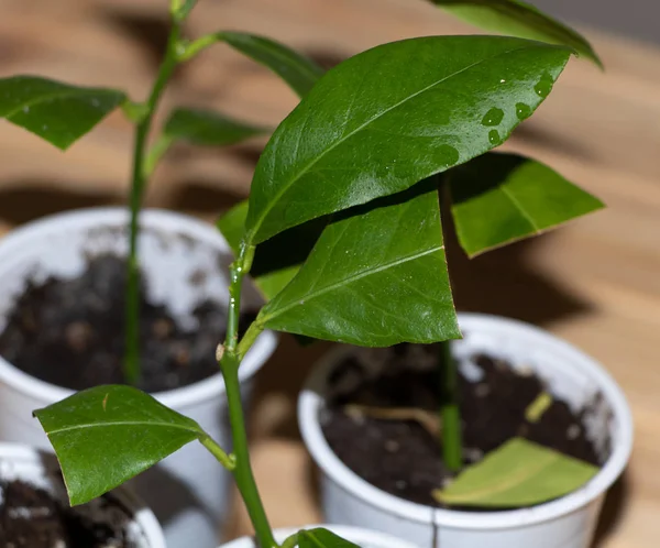 Ahşap arka plan üzerinde genç bir limon ağacı