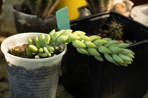 Sedum Sukkulente wächst in einem kleinen Topf — Stockfoto